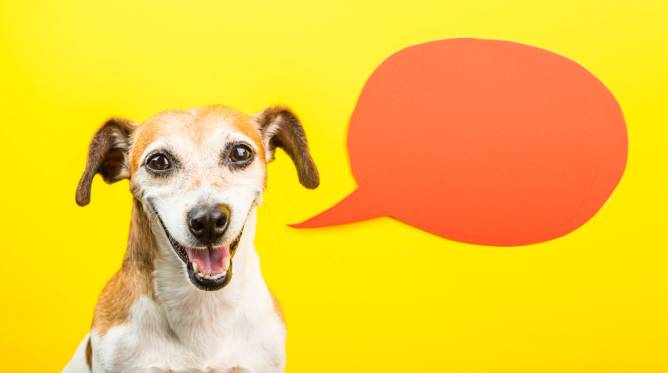 Image of a good dog against a yellow backdrop with an orange speech bubble.