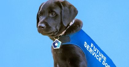 An all black puppy sitting wearing a collar and a blue vest that says “Future Service Dog”