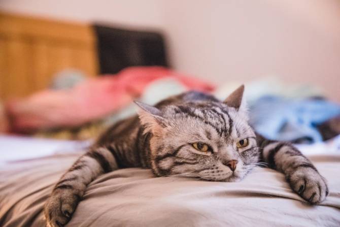 lazy cat on bed