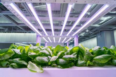 A distant cousin of Moore's Law explains the rise of vertical farming