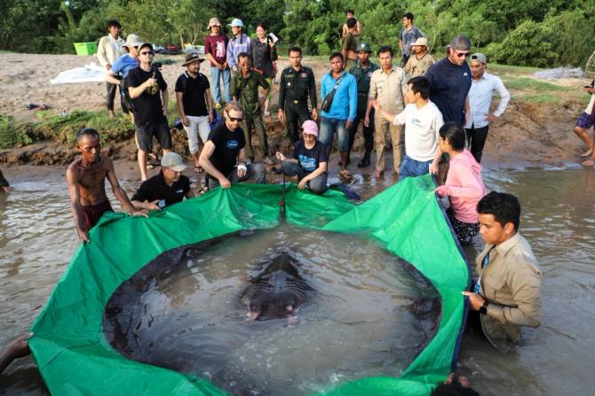 Giant 661lb stingray in tarp surrounded by scientists and fishermen.