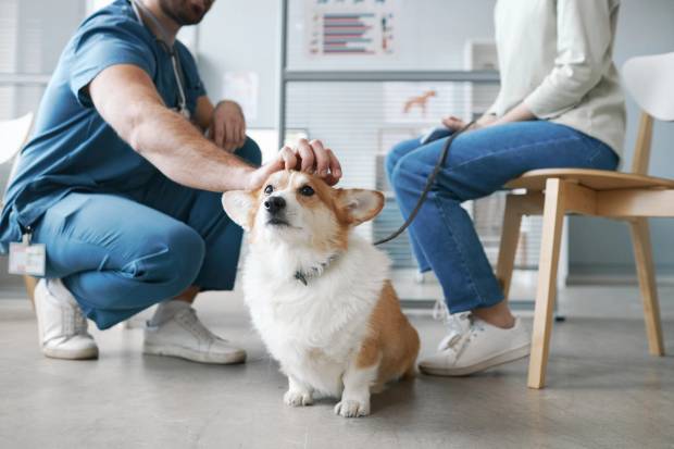 Corgi at the vet