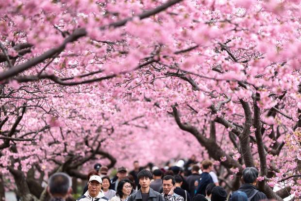 People walk under the bloom Kawazu zakura cherry trees on March 02, 2025 in Kawazu, Japan