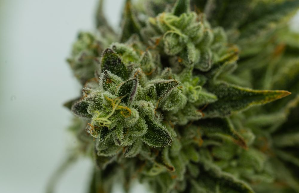 up close picture of cannabis flower
