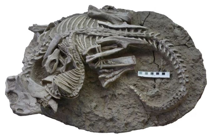 Fossil of a mammal fighting a dinosaur