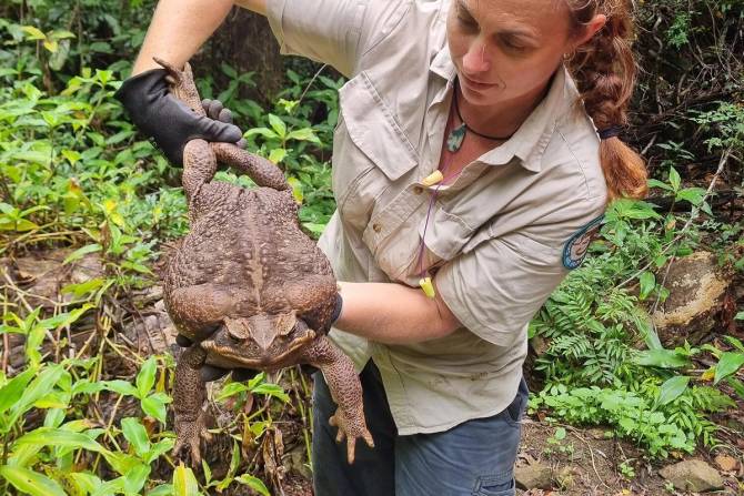 A woman holding up Toadzilla, the world's largest toad