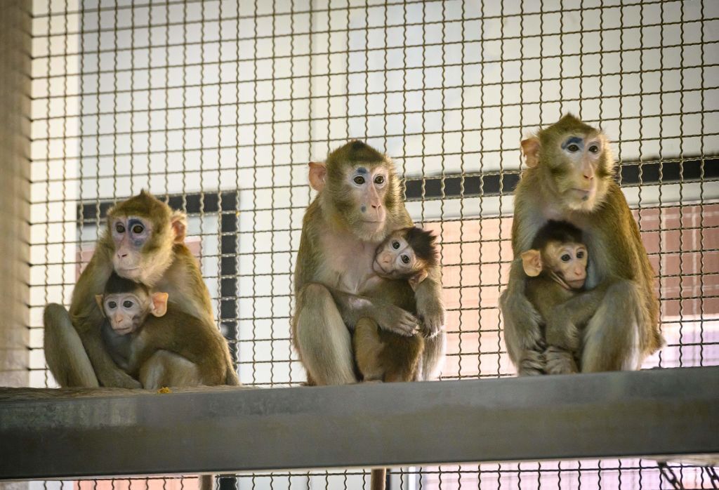 Texas and Georgia residents don’t want monkey facilities