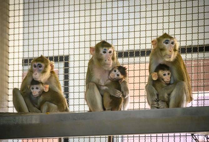 Three monkeys and their babies sit in captivity