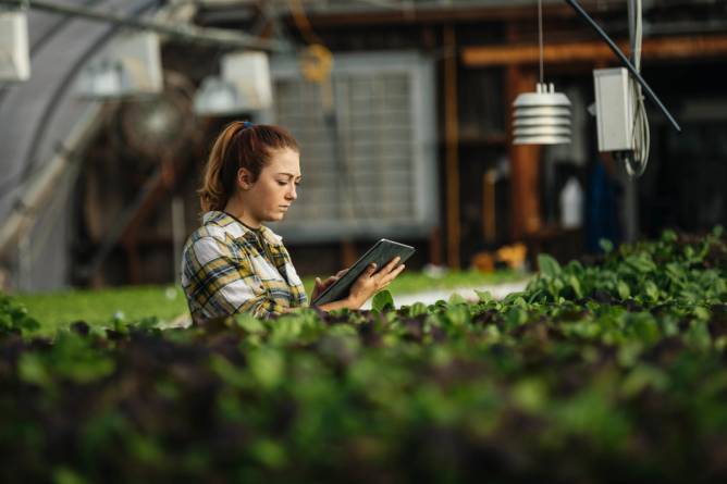 Woman using a tablet in a greenhouse. 