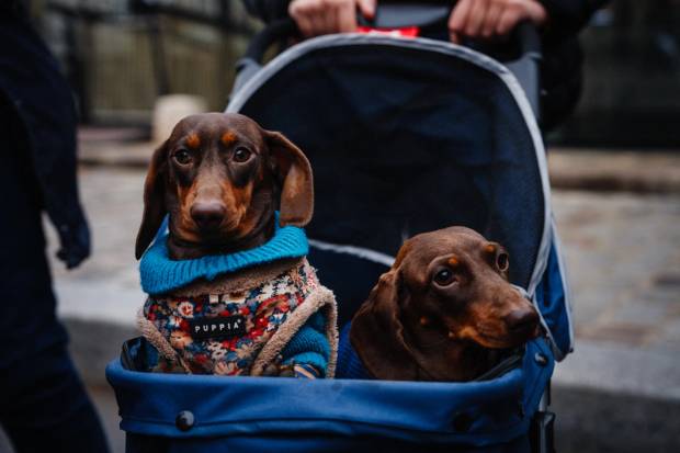 two cute dachshunds 