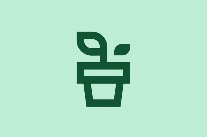 Small plant in a pot