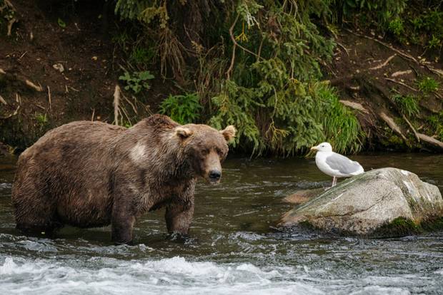 Brown bear 480 Otis walks across Brooks River in Bristol Bay, AK