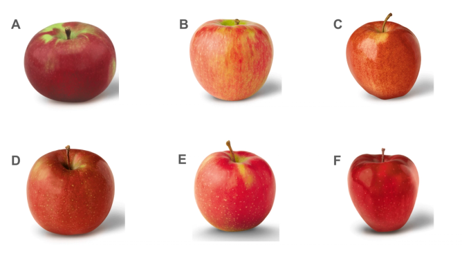 Six different apples for the trivia question