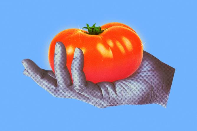 Hand holding a tomato