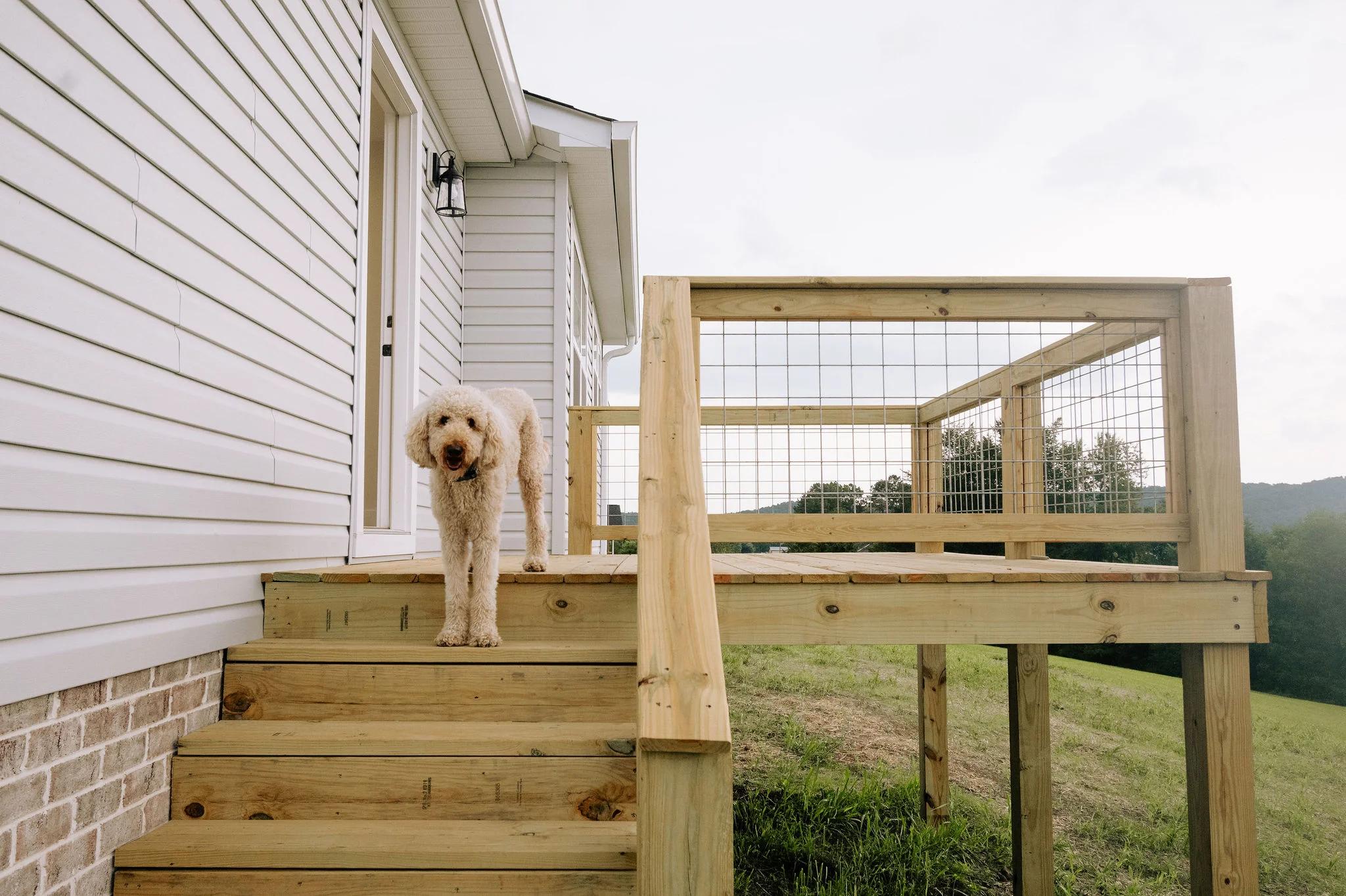 Dog standing on newly built porch