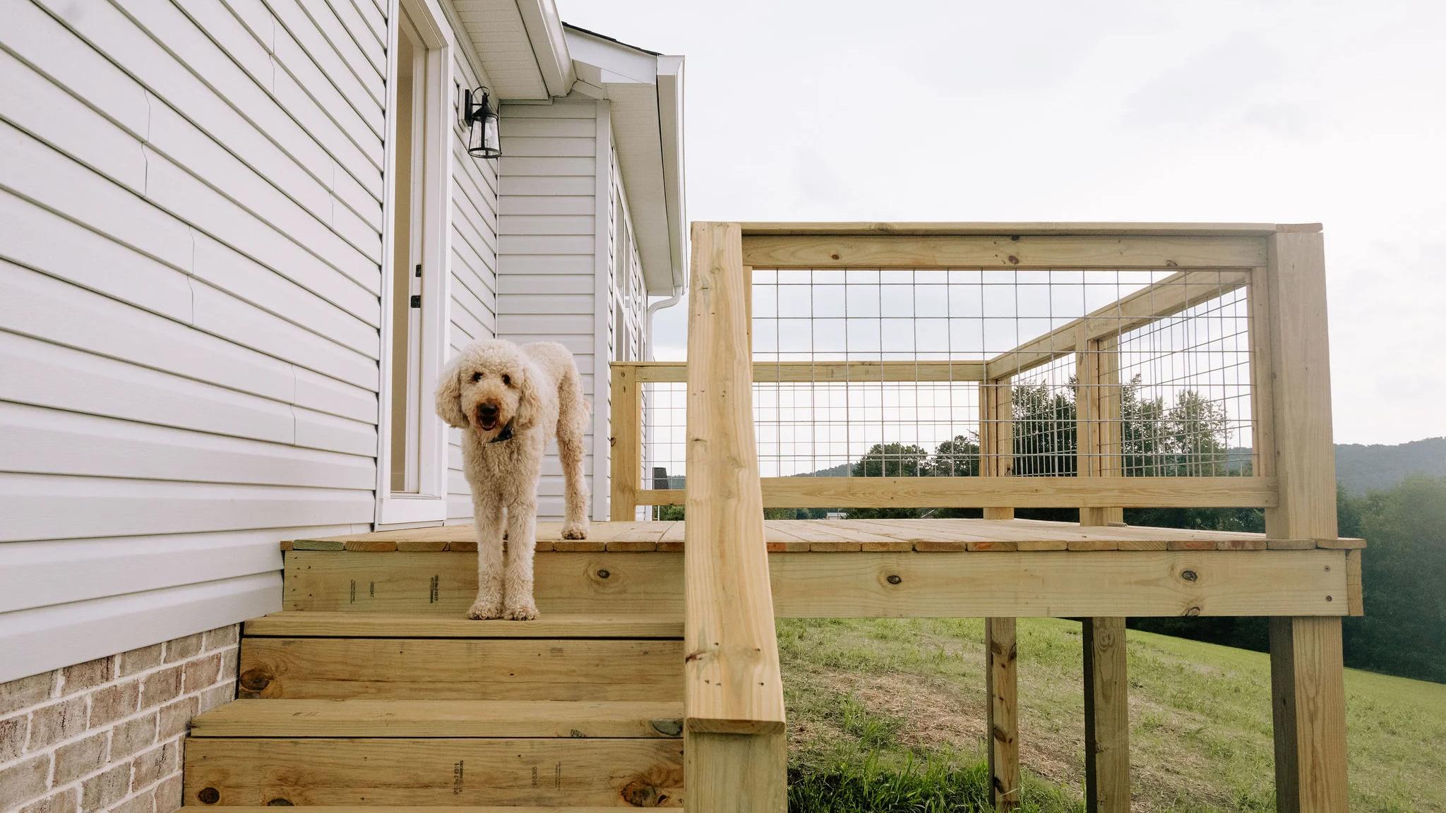 Dog standing on newly built porch