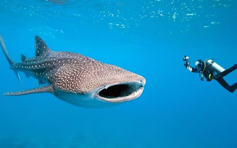 Incontra i Giganti del Mare: Nuotare con gli Squali Balena in Australia