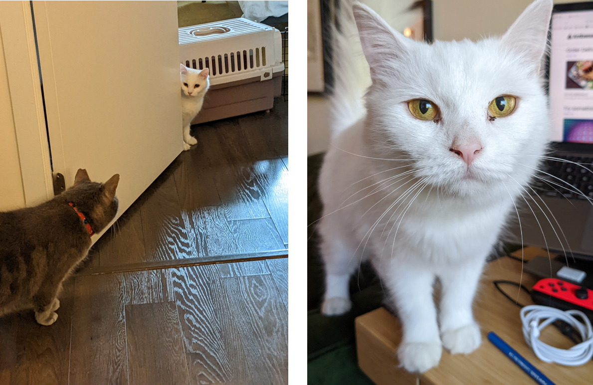 Tibrin the tabby checking out his new friend Alice the white cat