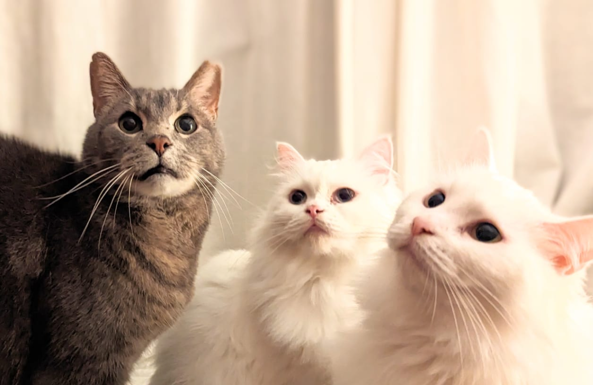 Two white cats and one greyish-brown tabby on a cardboard box house