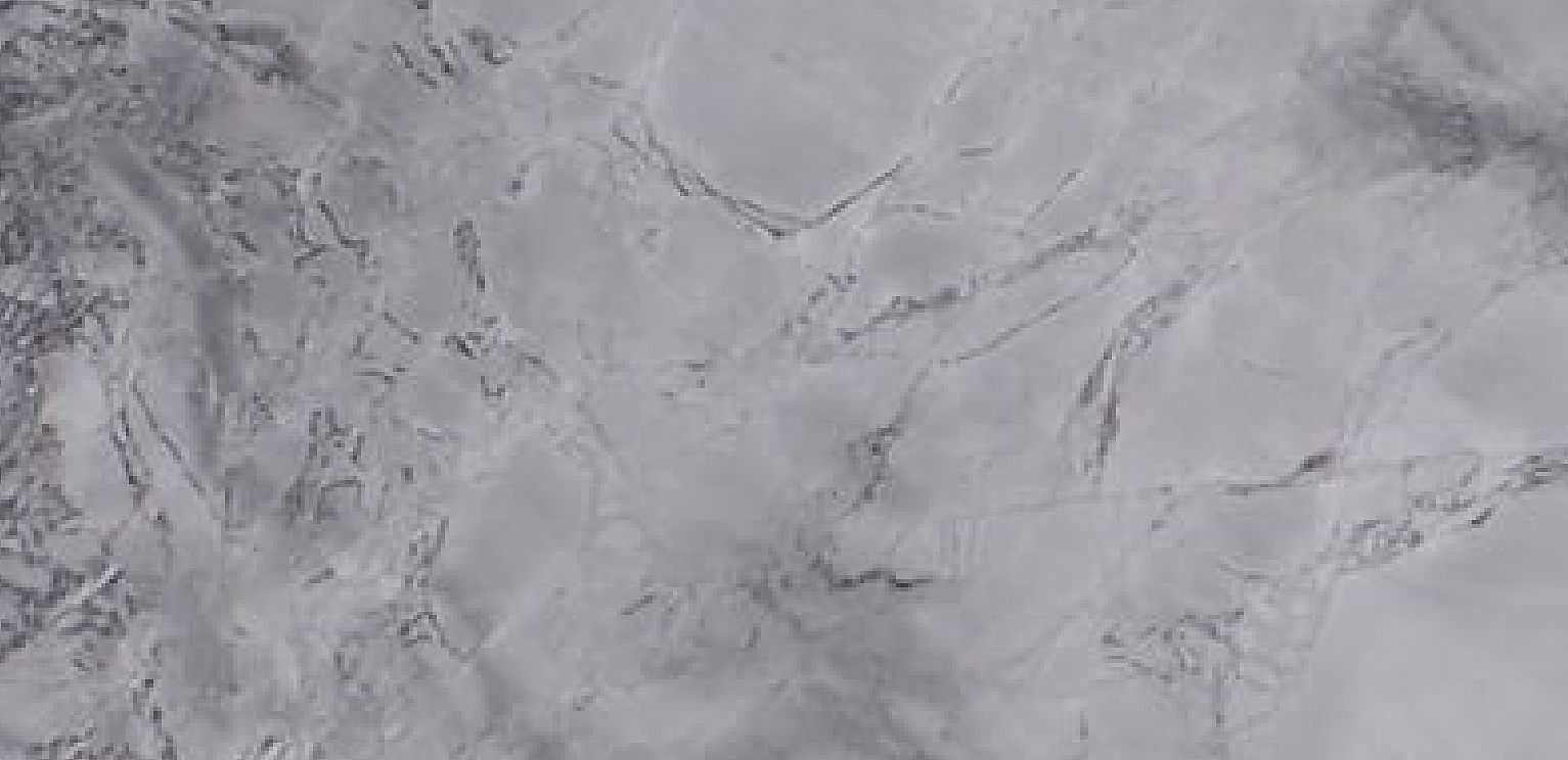 Cuarcita – Silver White — Mármol