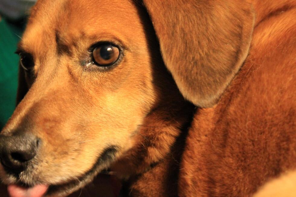 Replevin vs. Detinue: Your Legal Roadmap to Getting Your Dog Back