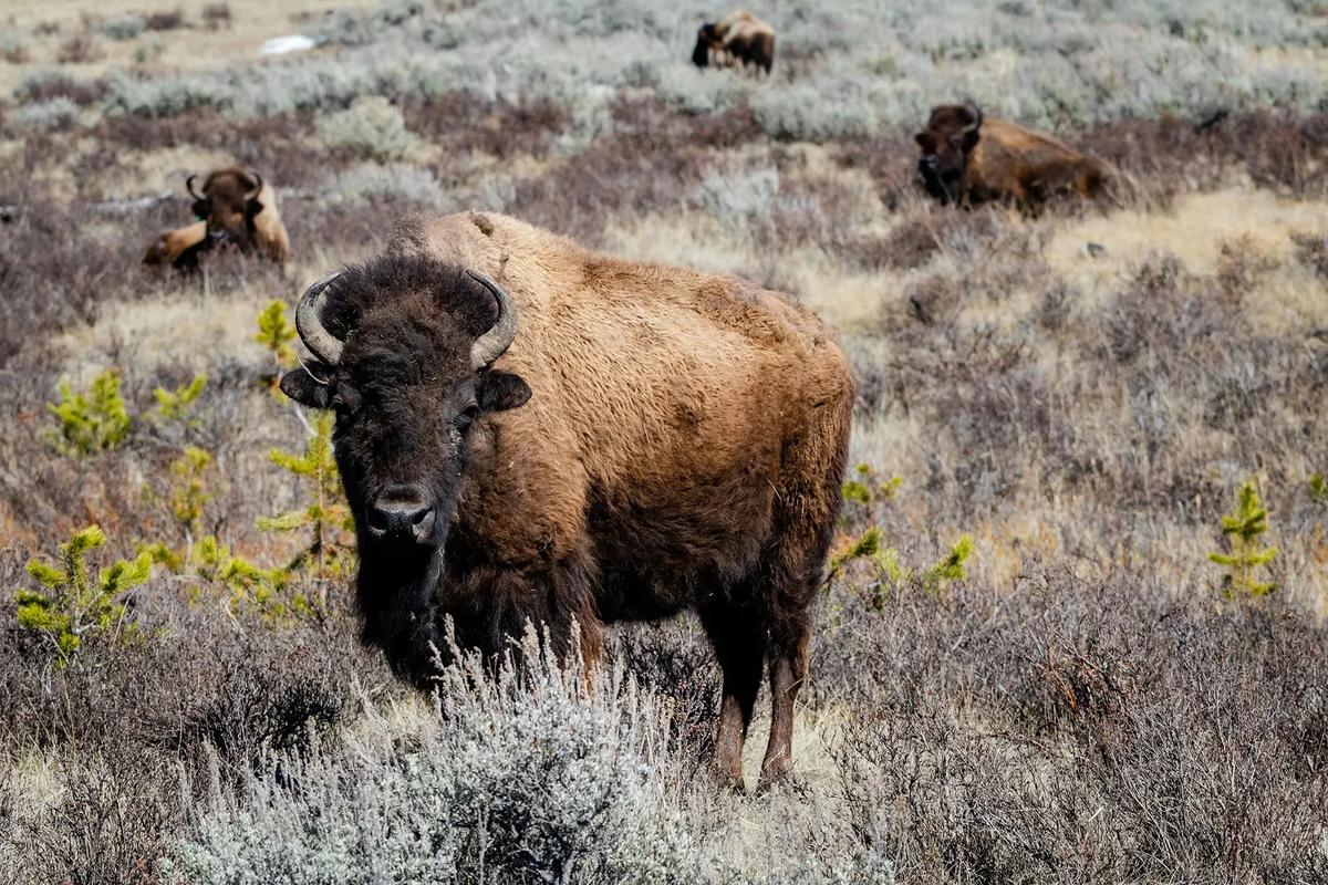 5 reasons to establish a Wyoming business address for your LLC
