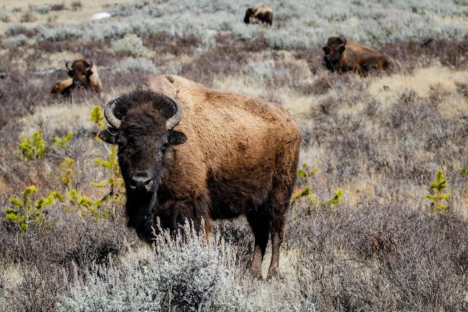 5 reasons to establish a Wyoming business address for your LLC