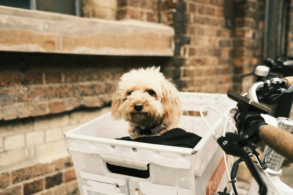 Federal laws on mail delivery: What every business needs to know