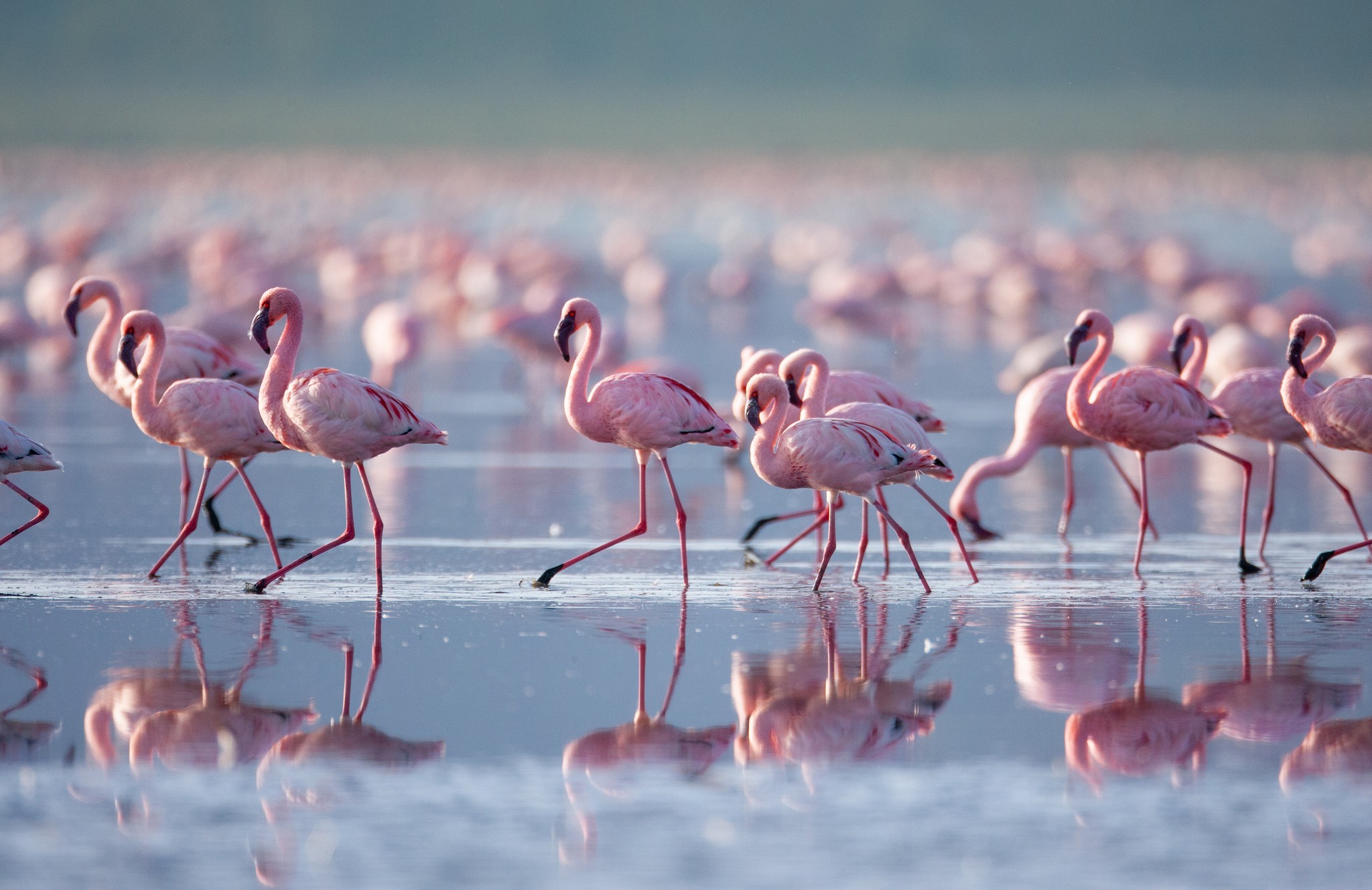 Flamingos