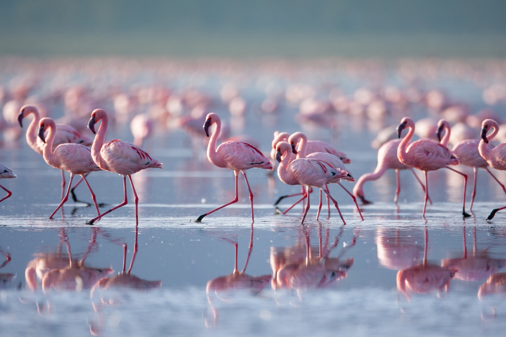 Flamingos