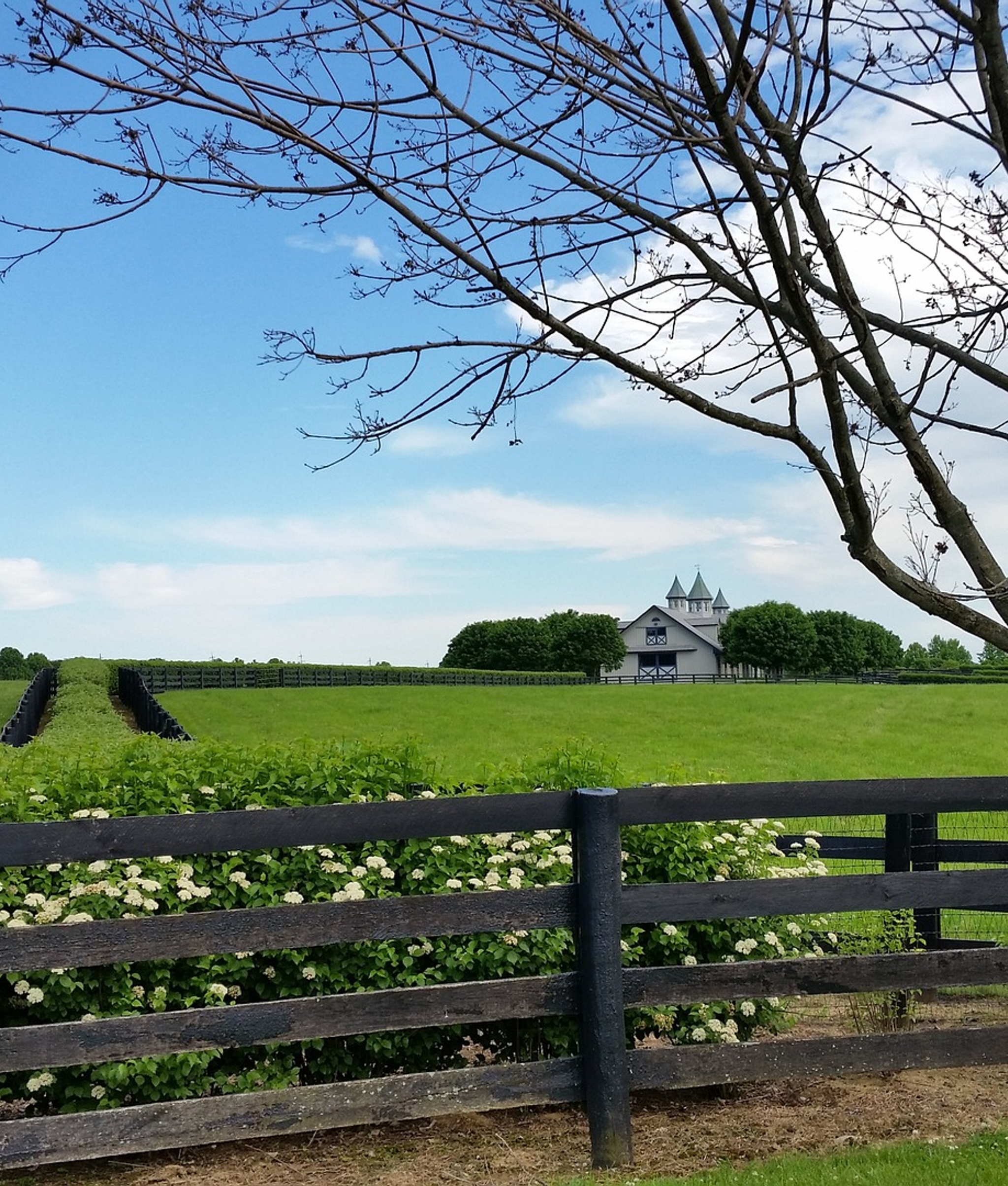 Staket mot hästhagar