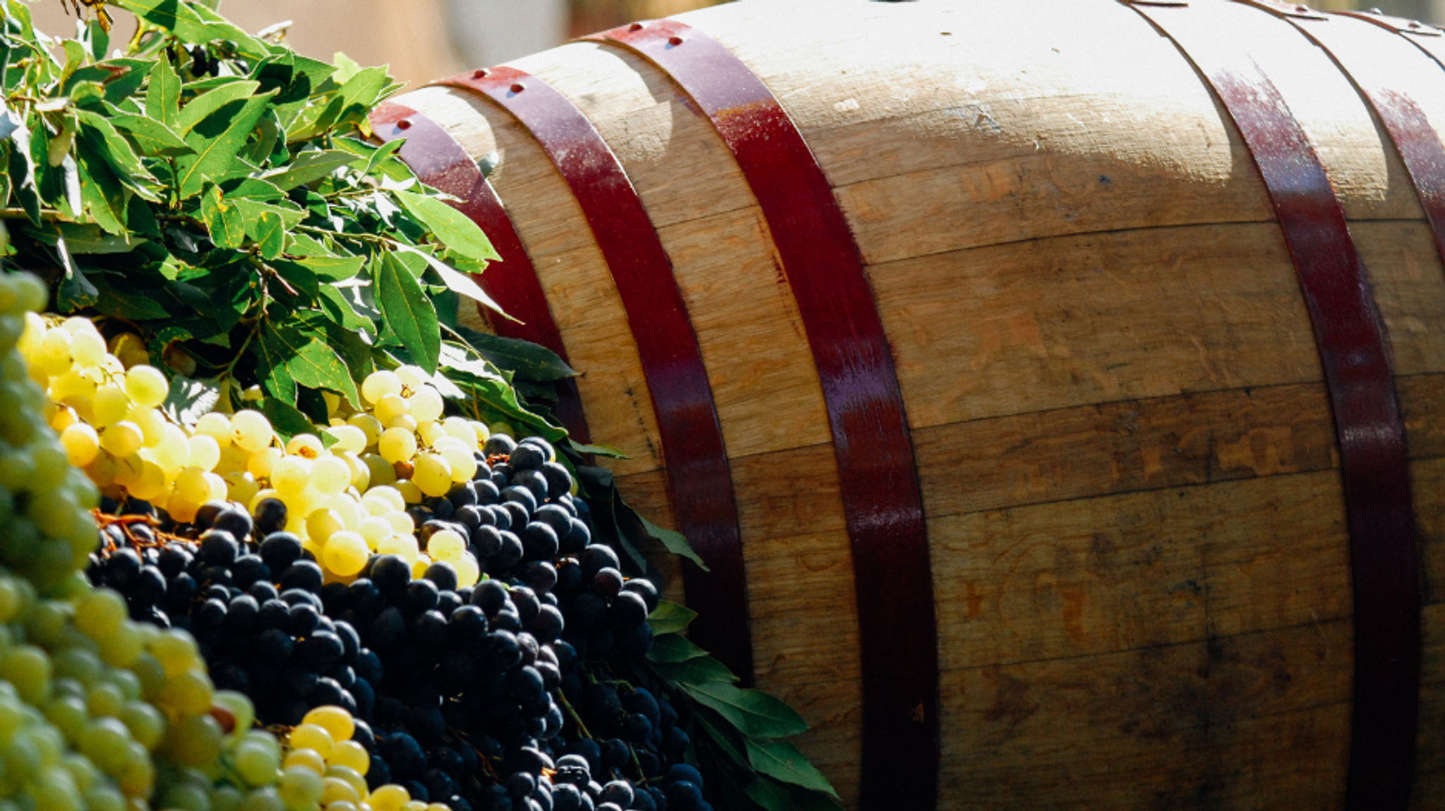 Vindruvor och en vintunna
