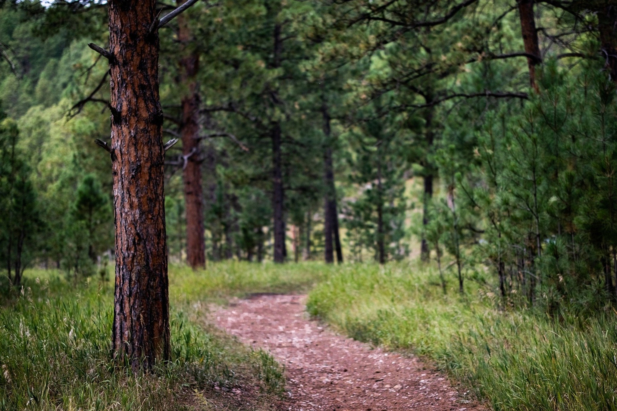 En stig i en skog