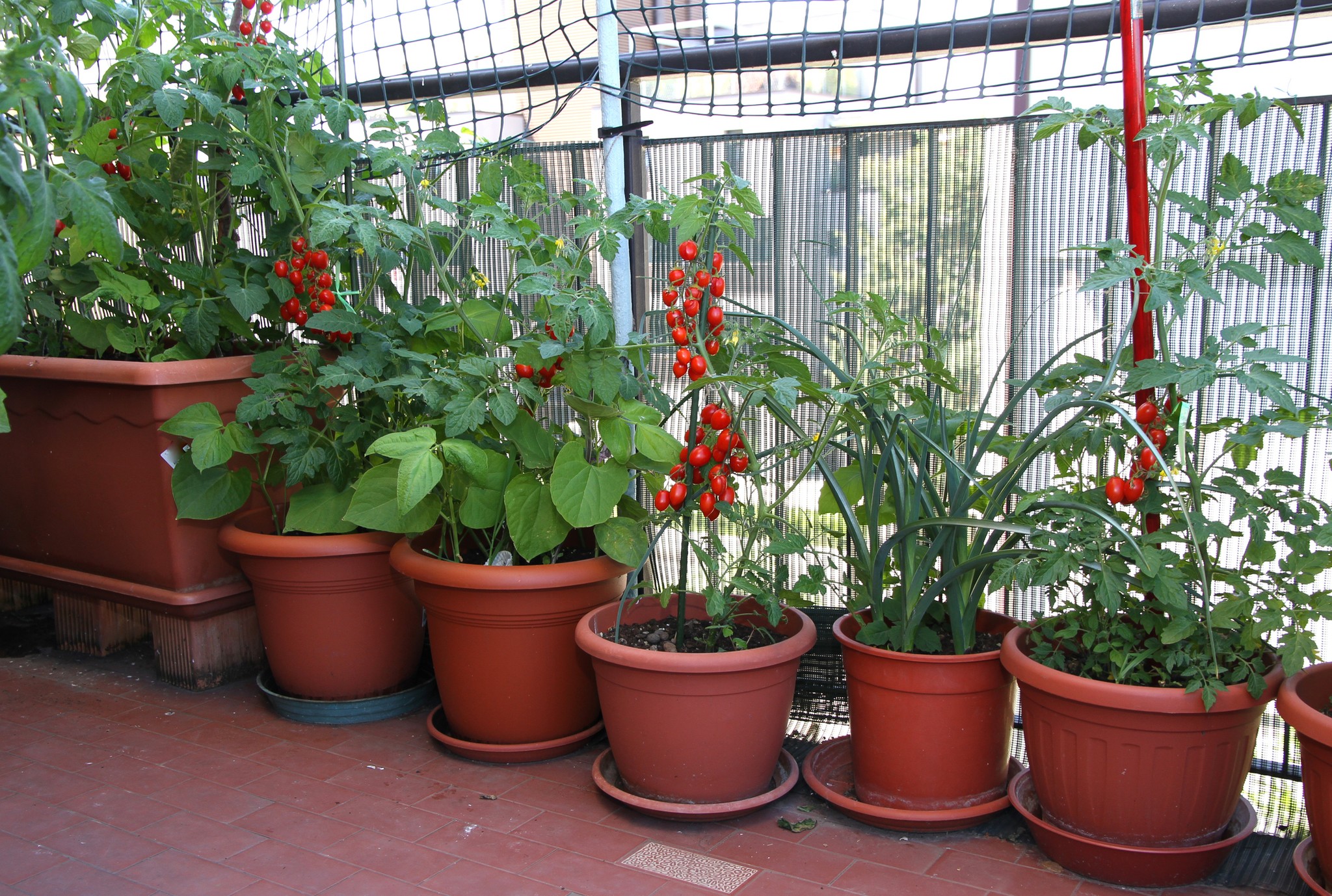 Tomatplantor i terracottakrukor