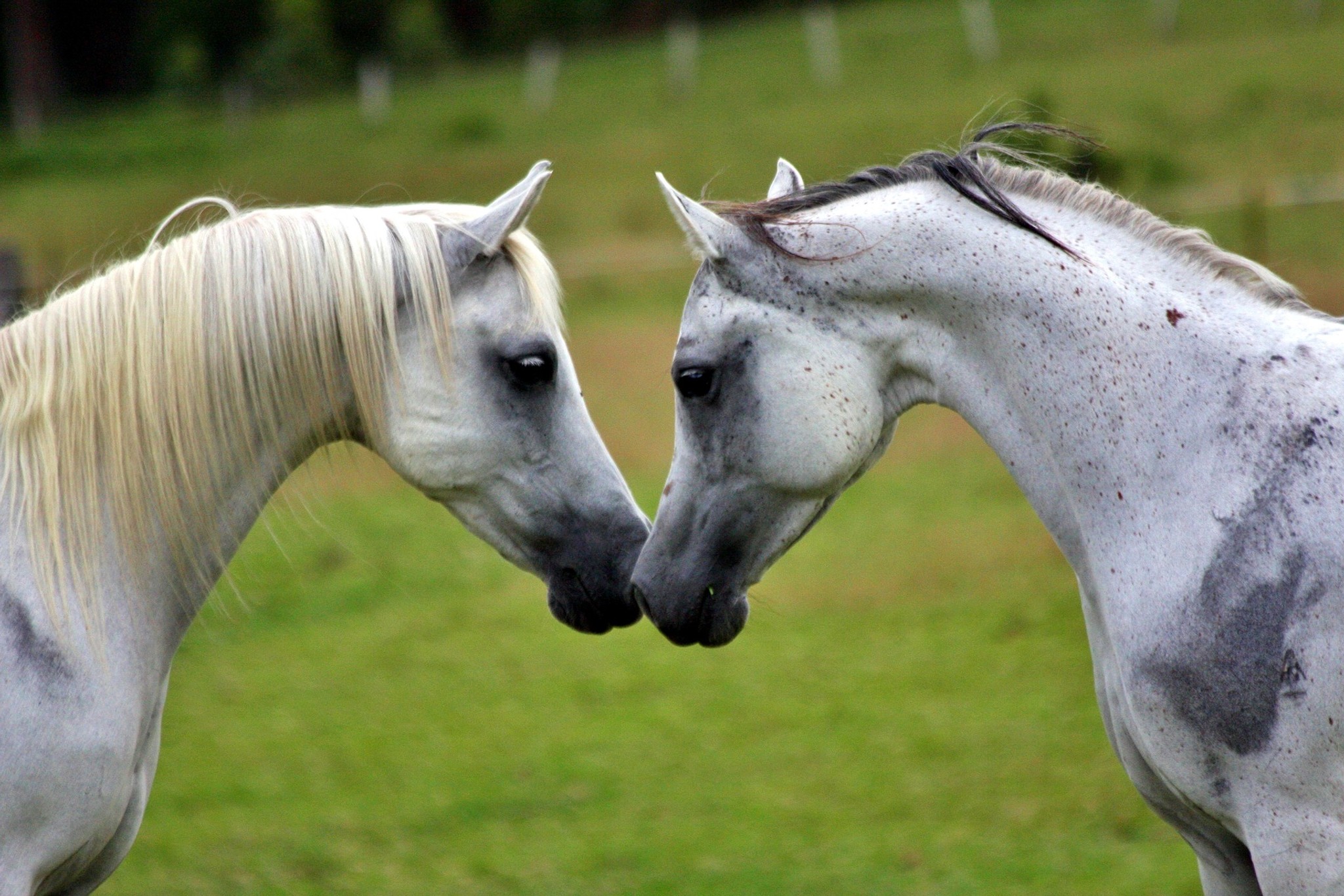 Equestrian Home