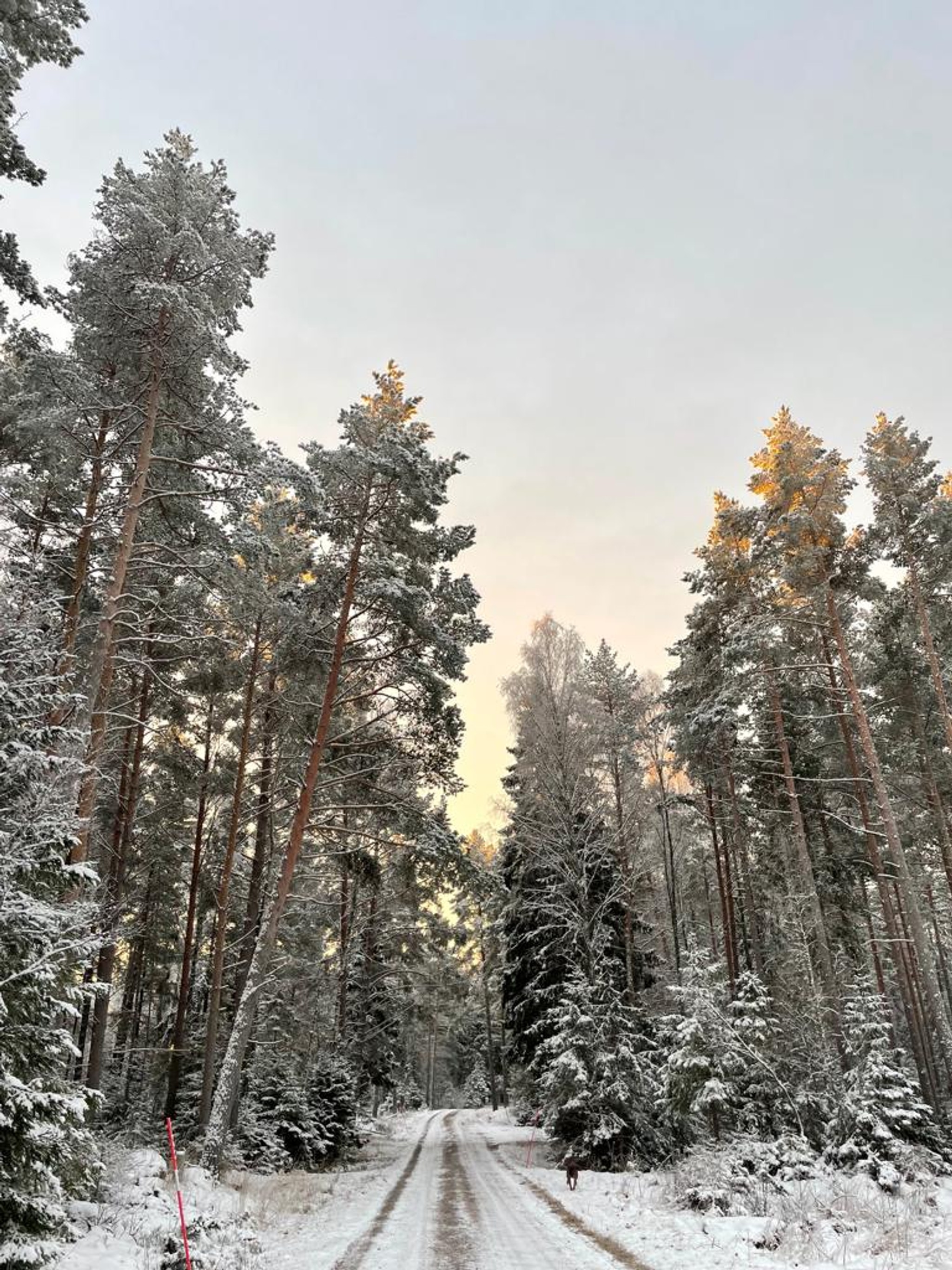 Bild på skogsväg på vintern