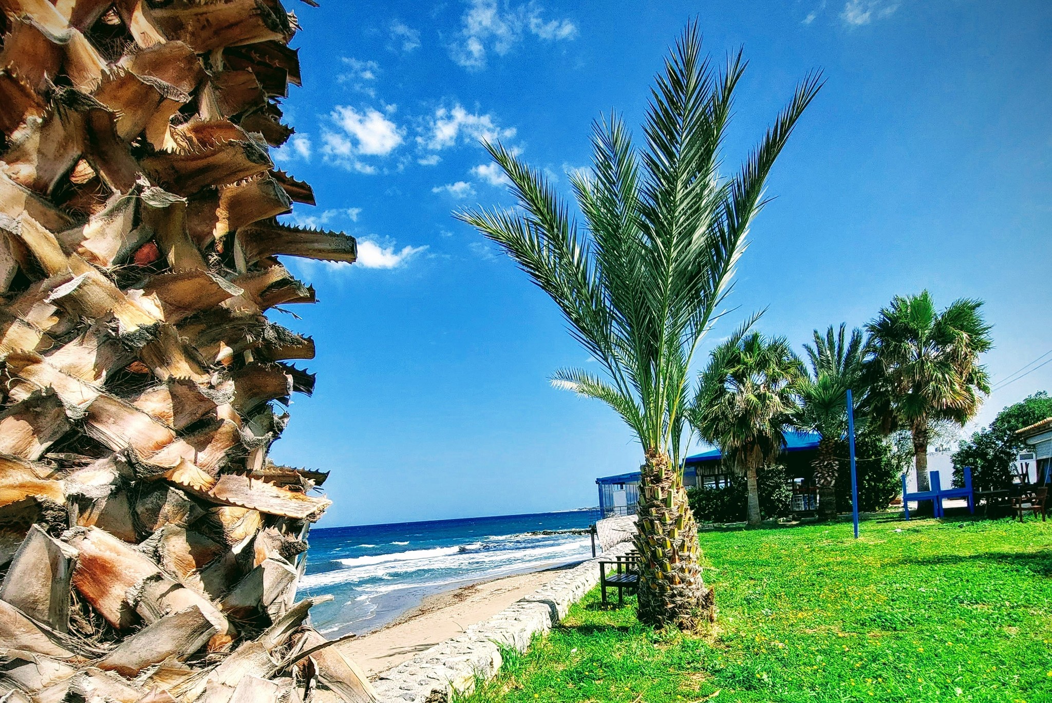 Palmer mot stranden och havet