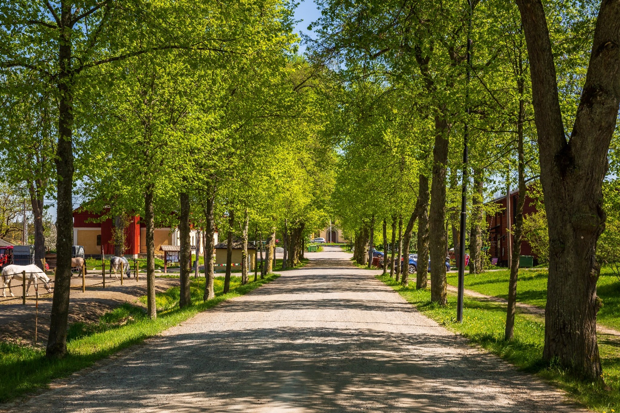 Trädallé i Jakobsberg