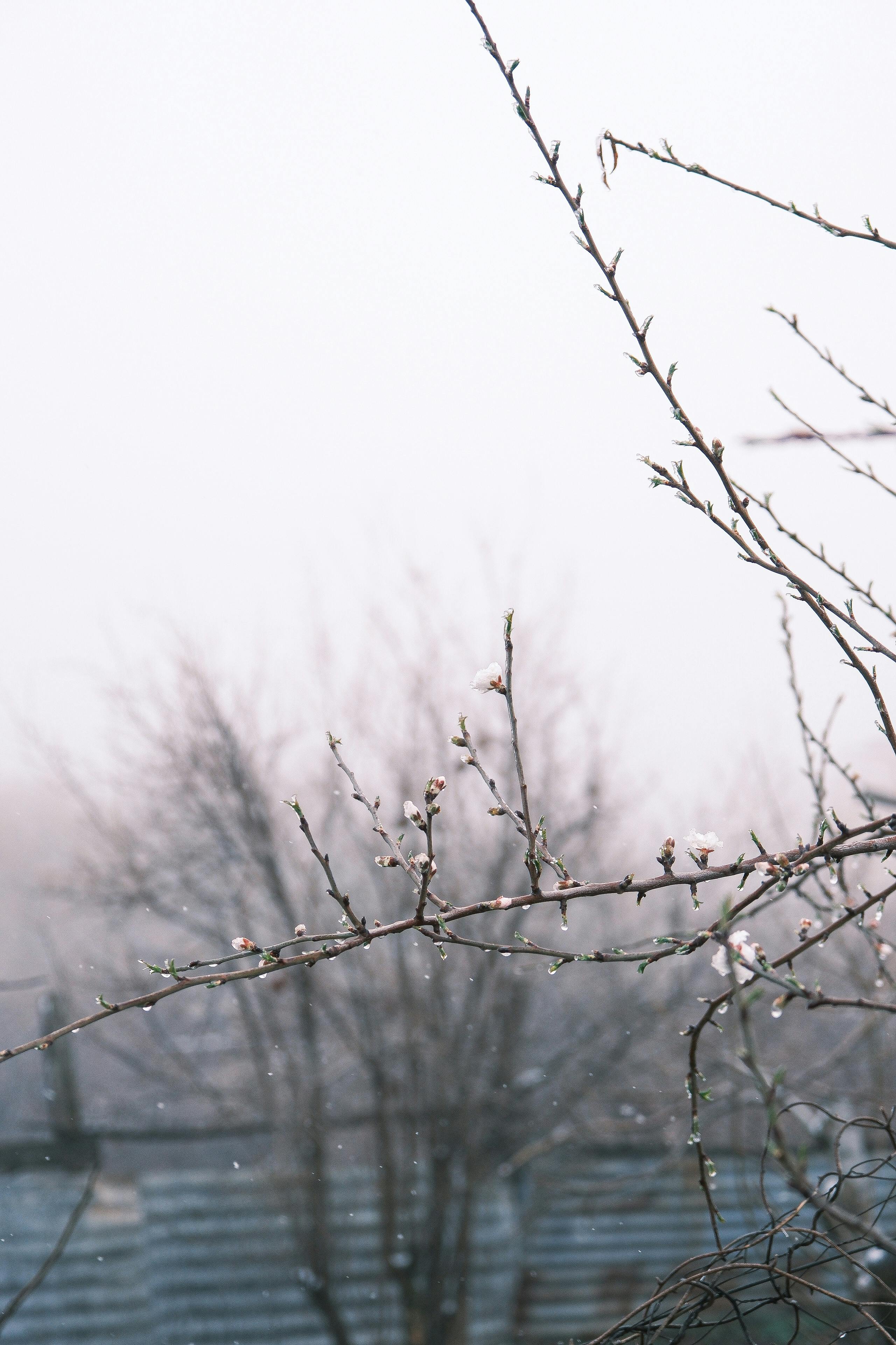 Fruktträd snart i blom
