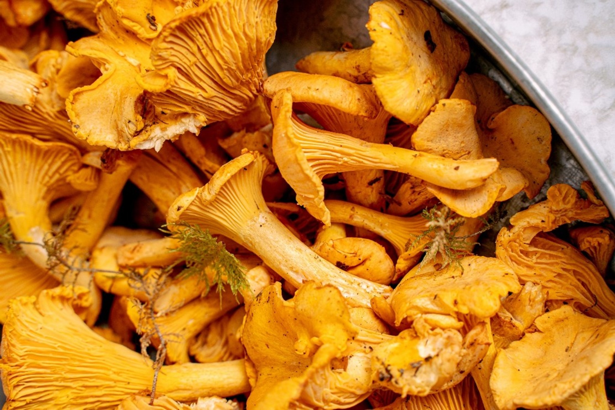 Gula kantareller