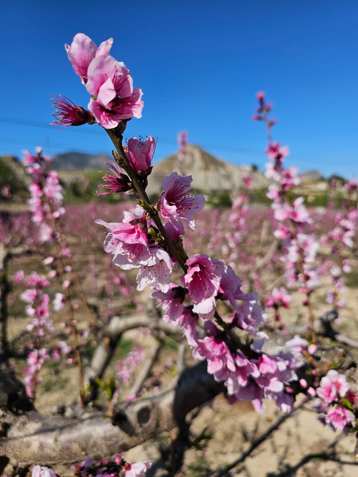 Valle de Ricote & Cieza