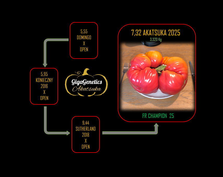 Arbre généalogique de Tomate 7.32 Akatsuka 2025