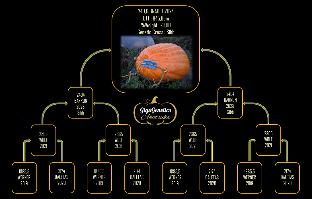 Arbre généalogique de Potiron 749.6 Brault 2024