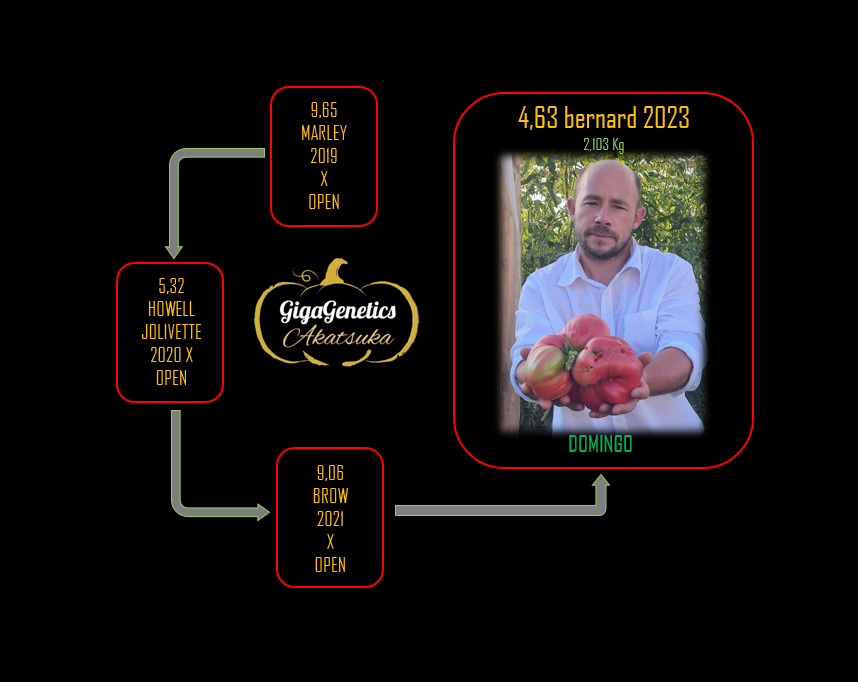 Arbre généalogique de Tomate 4.63 Bernard 2023