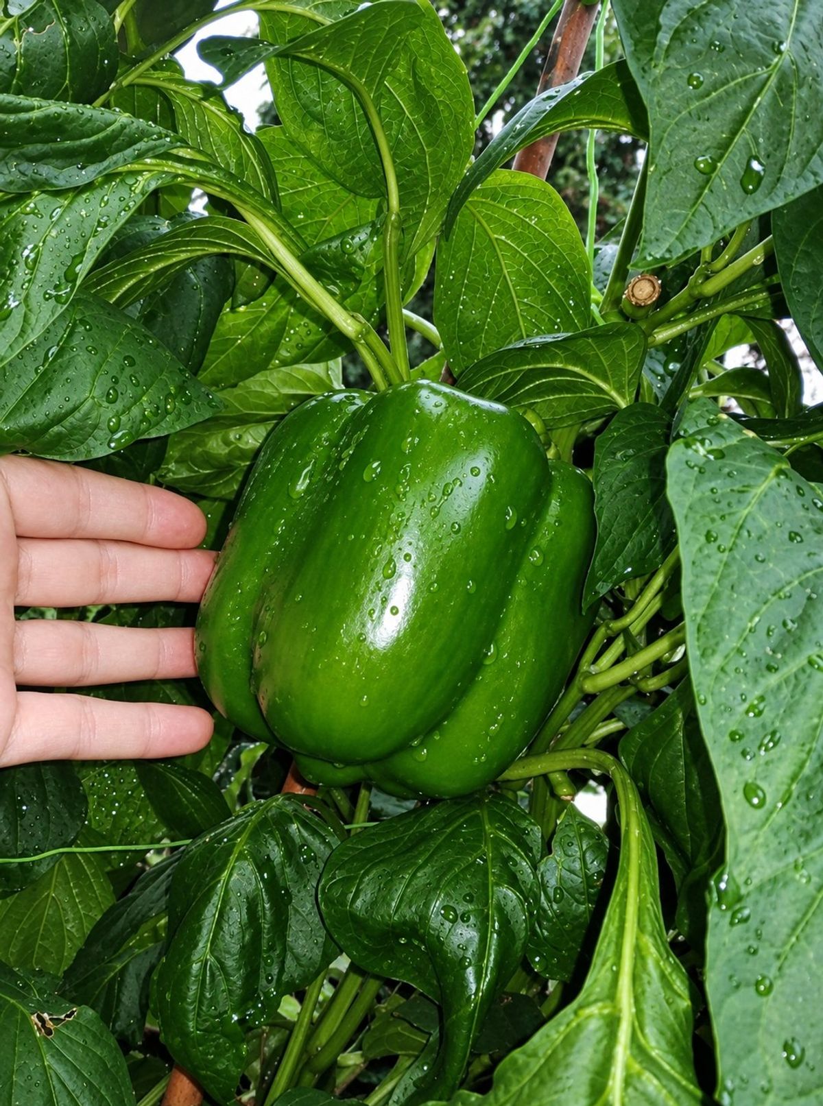 Poivron géant 480 g