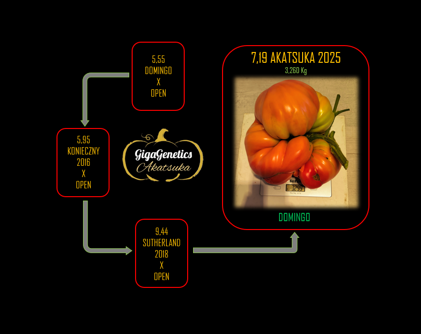 Arbre généalogique de Tomate 7.19 Akatsuka 2025
