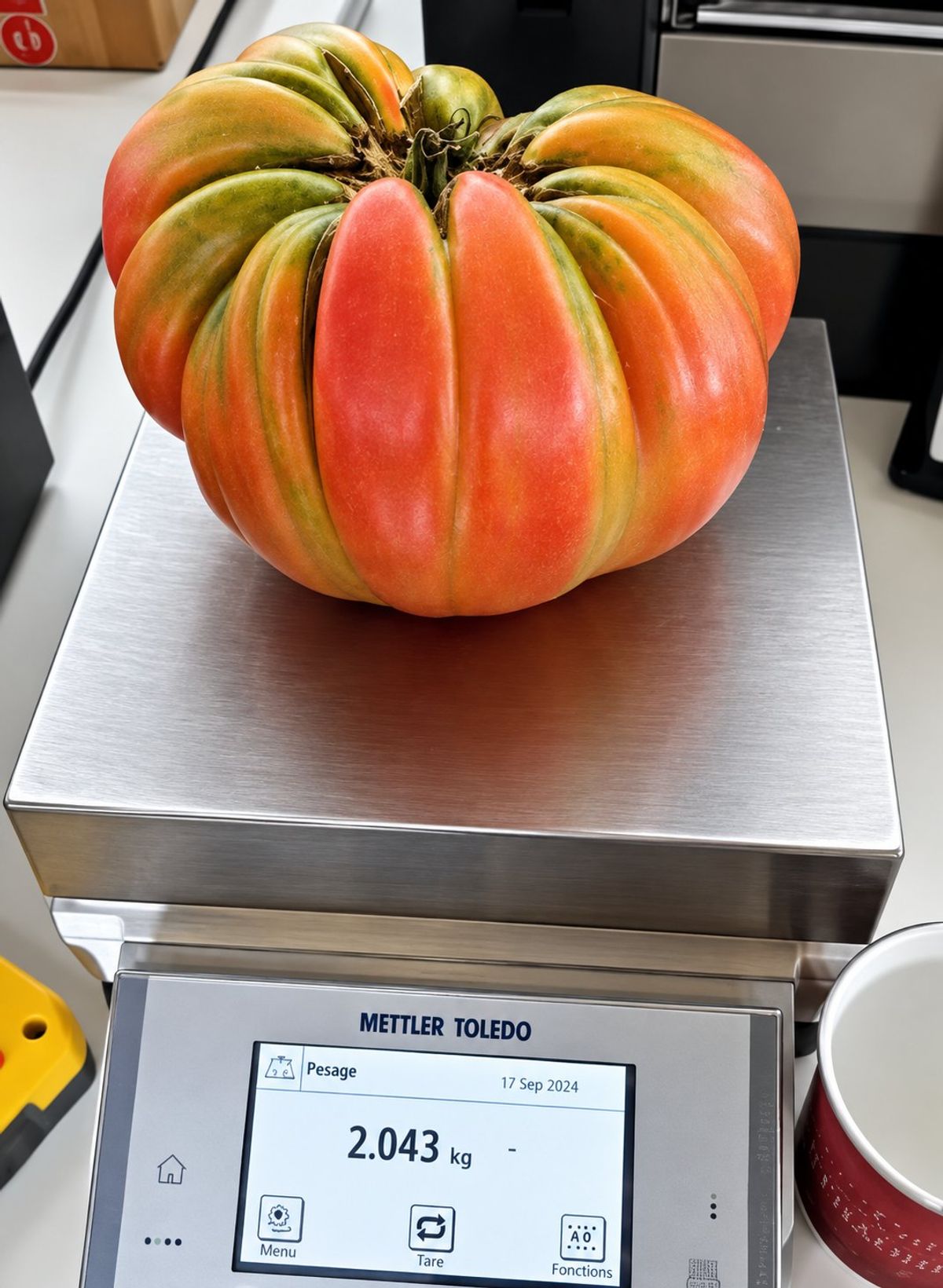 Tomate 4.5 Akatsuka 2024