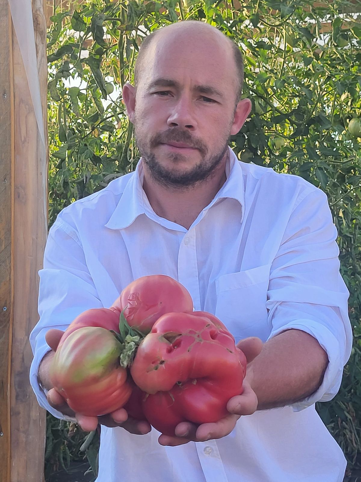 Tomate 4.63 Bernard 2023
