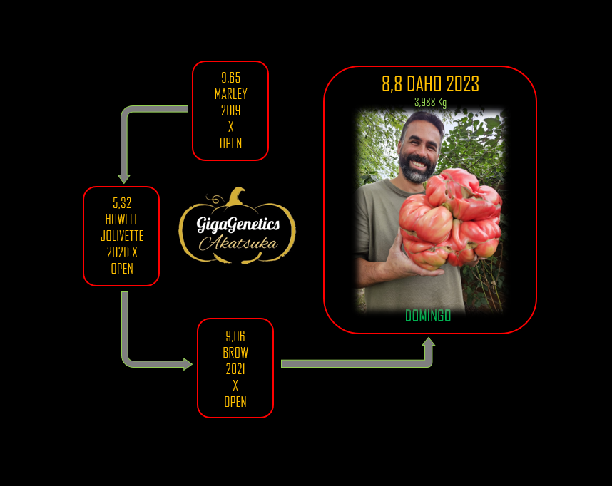 Arbre généalogique de Tomate 8.8 Daho 2023