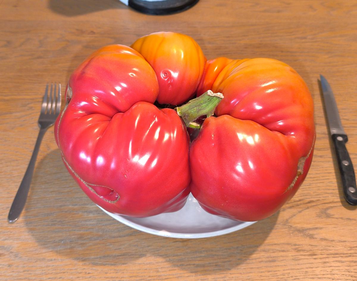 Tomate 7.32 Akatsuka 2025